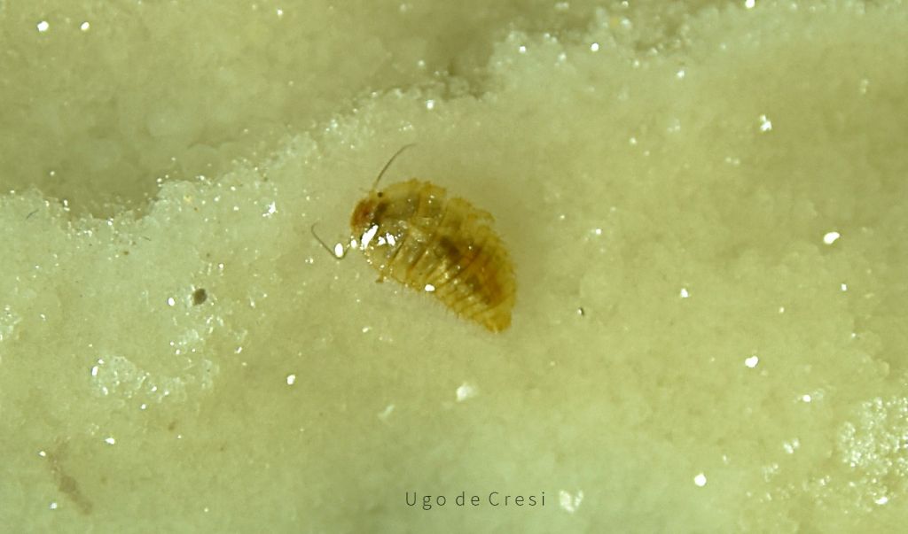 piccoletto da determinare: Larva di Scirtidae